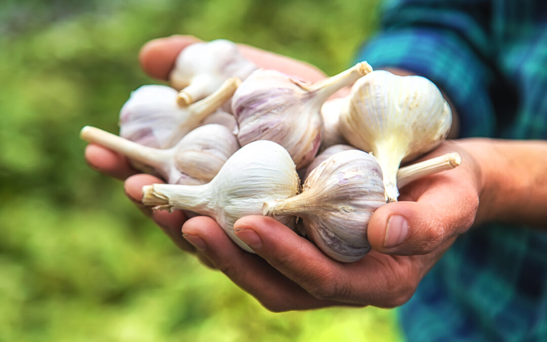 Food as Medicine: The Power of Garlic to Support your Immune System