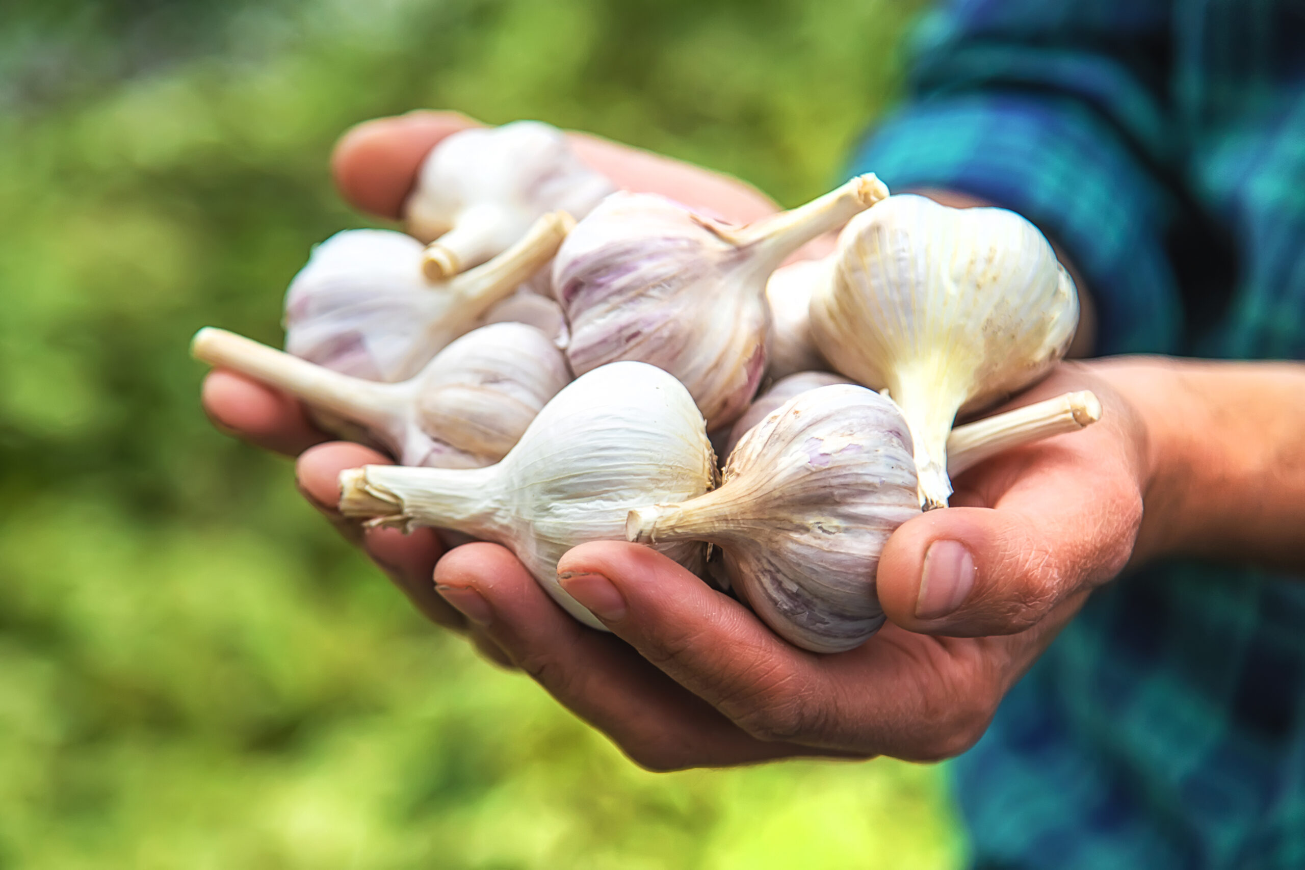 Garlic, a superfood for the immune system